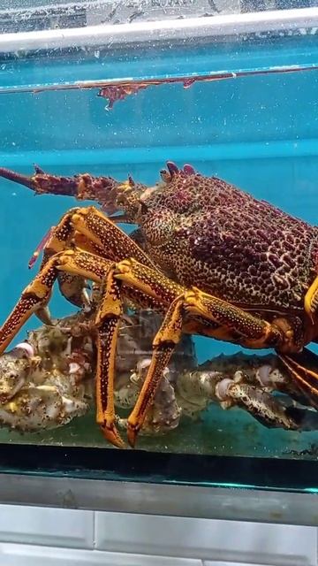 WOW so Big Lobster and Crabs | Fresh Seafood | MeiLee Vlogs смотреть онлайн