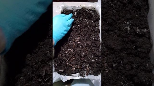 ШАМПИНЬОНЫ ,КАК КУЛЬТИВИРОВАТЬ смотреть онлайн