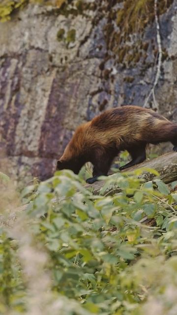 Dangerous Animals You Should Never Touch #10 #nature #wildlife #animals смотреть онлайн