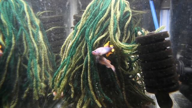 Fundulopanchax gardneri nigerianus Makurdi LF spawning смотреть онлайн