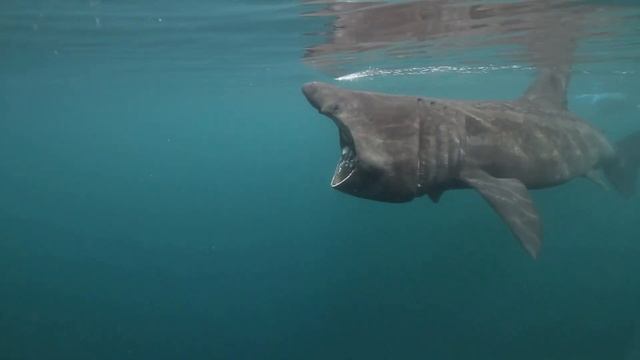 "¡Increíble! ¿Sabías que los TIBURONES son más antiguos que los DINOSAURIOS?" смотреть онлайн