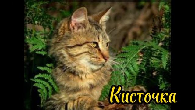 Коты воители в реальной жизни //2 часть//by : Smoky Star//#возродимрукв#котывоители#кв#warriorcats