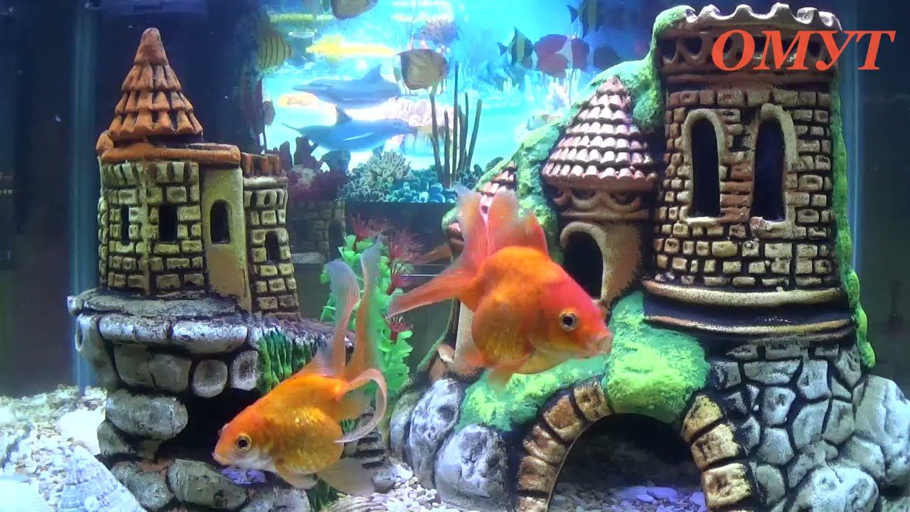 353. ЗНАКИ, КАК И УЖЕ ВПРОЧЕМ У МНОГИХ ИЗ ВАС... смотреть онлайн