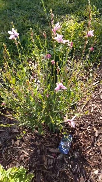 Gaura and Plumbago смотреть онлайн