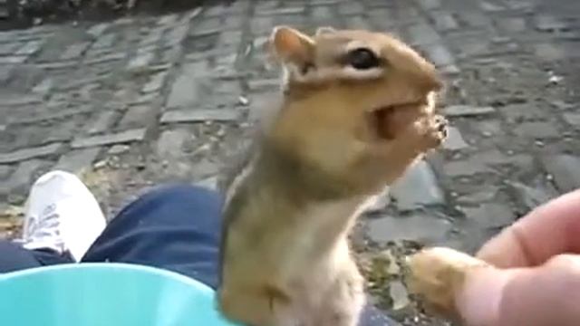 Глупыш смотреть онлайн