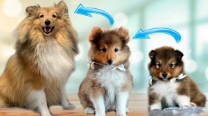 Щенок шелти: от 3 месяцев до 1 года