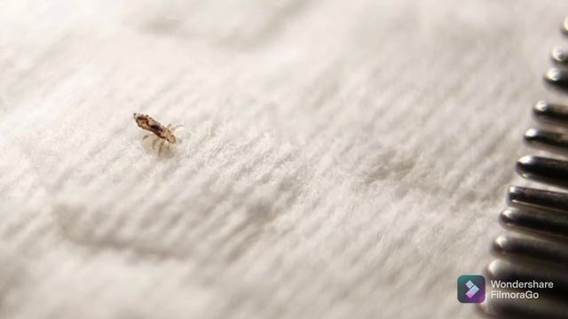 charkoni f 9anati liljadid dima смотреть онлайн