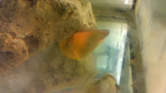 4" Clarion Angel | Holacanthus clarionensis смотреть онлайн