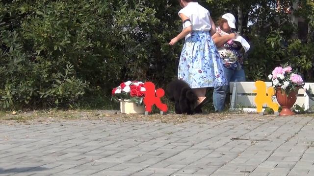 40 Моно пуделей. Челябинск 28.08.2022. смотреть онлайн