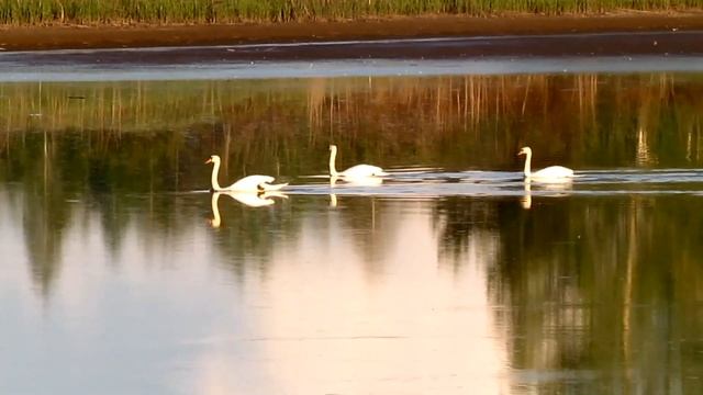 Лебеді лебеді