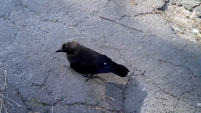 Ворон: never more! смотреть онлайн