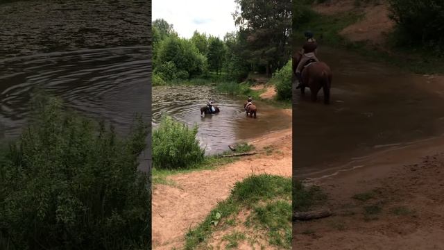 Лошади и пруд. Купание лошадей. Июнь 2022 смотреть онлайн