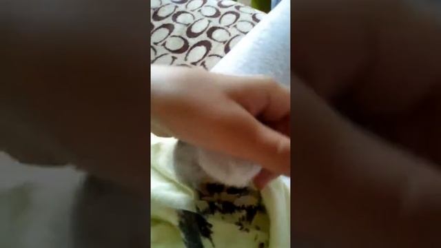 Моё первое видео. И мой хомяк Хома.🐹 смотреть онлайн