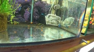 Будни Аквариумиста. Новый заказ. Пересадил Меченосцев. Петушков на нерест. Запустил Родостомусов.