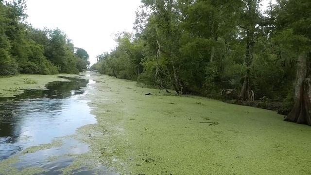 Alligator Swamp Tour In Louisiana (HD)
