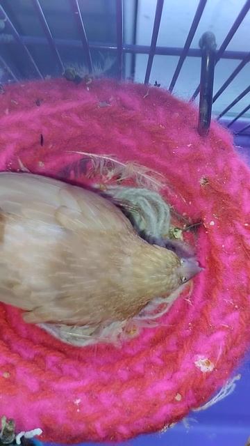 Японские амадины. Мама облизывается смотреть онлайн