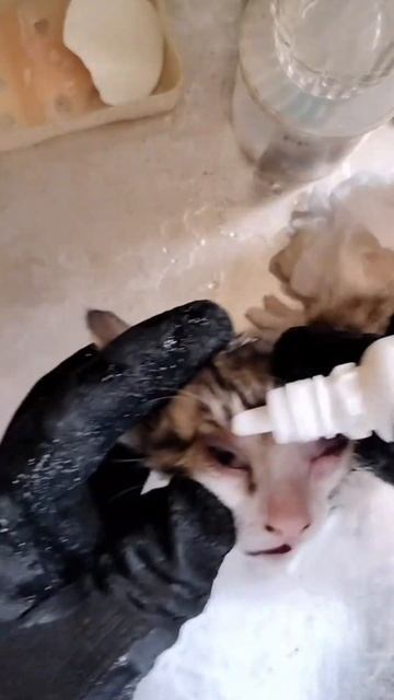 kitten eye infection meowing loudly for help & Removed bottfly смотреть онлайн