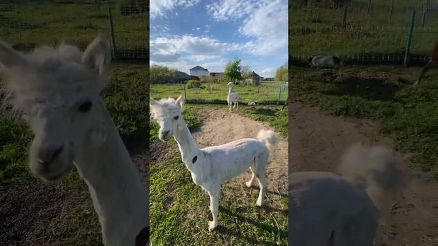 Альпачино красавчики. #дорпер #farming #павлины #goat #альпака #animals #ферма #чувашия смотреть онлайн