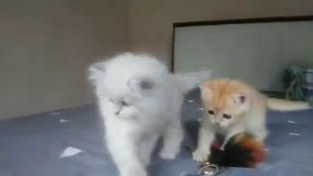 Котик, продажа смотреть онлайн
