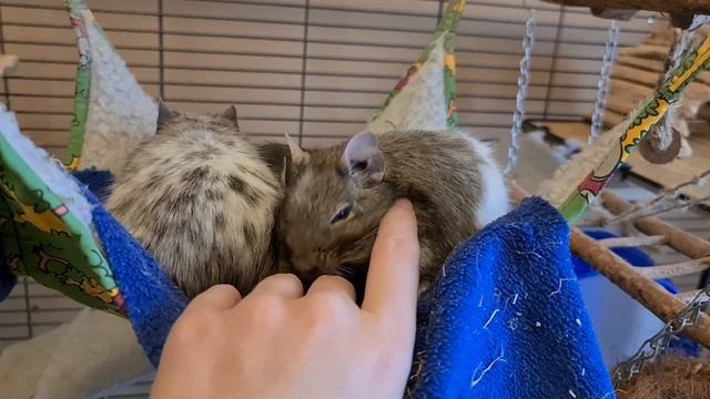 Giving degu Selina some scratches in the hammock смотреть онлайн
