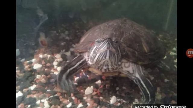 Отрывок песни на 20 подпищиков 🦊🏤 смотреть онлайн