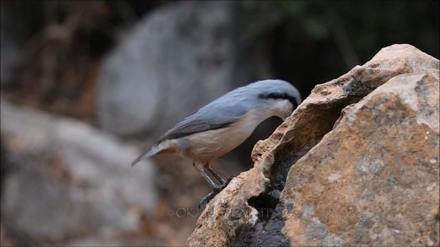 Western Rock Nuthatch - Sitta neumayer - Kaya sıvacısı смотреть онлайн