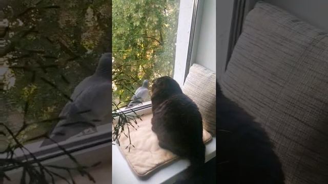 бесстрашный голубь) смотреть онлайн