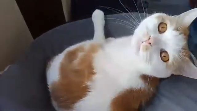 Кокос отдыхает смотреть онлайн