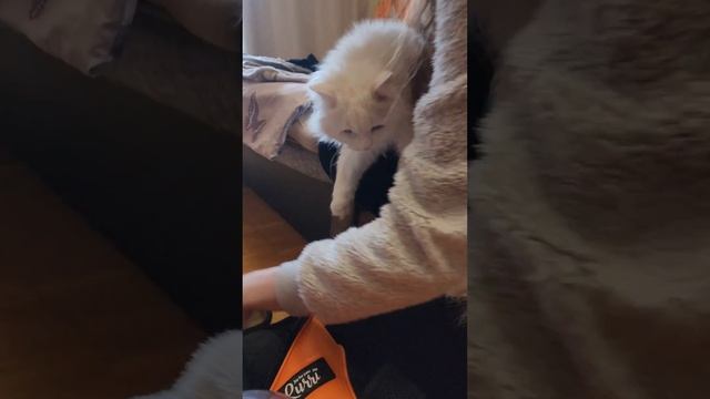 Пес Тимошка не отпускает кошку к врачу смотреть онлайн