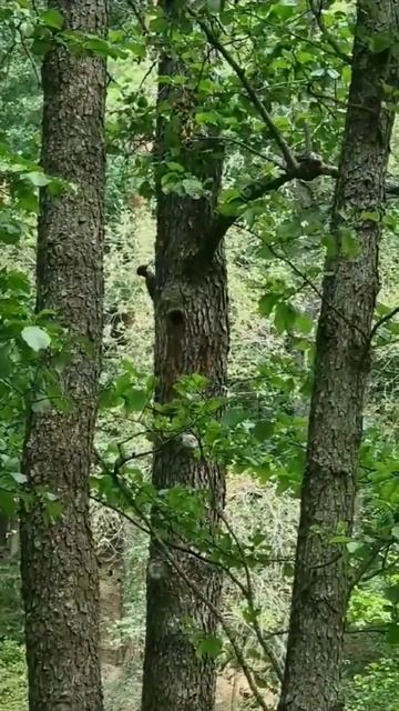 А вы слышали, как поёт дятел? смотреть онлайн