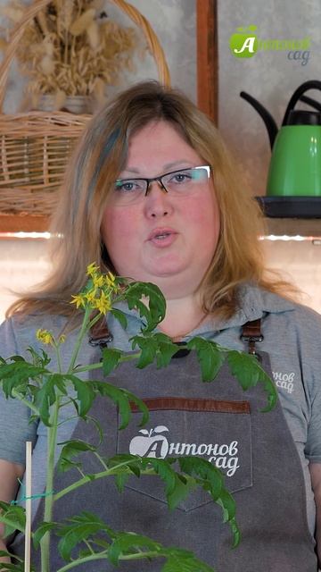 Томаты на подоконнике: как выбрать сорт? смотреть онлайн