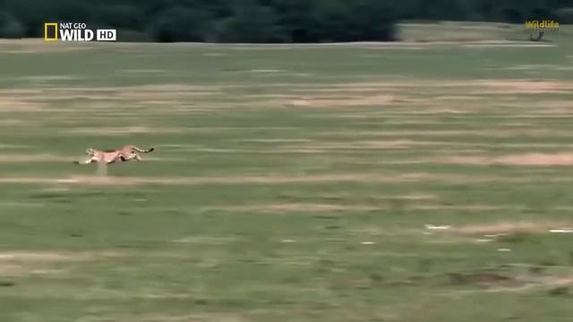 National Geographic National   Fastest Animals  Running   Wildlife Animal