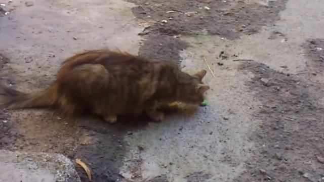 Кошка vs гусеница смотреть онлайн