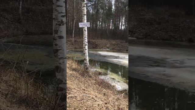 #16апреля #надаче #снтцентроспецстроевец #шевлягино #панорама #пруд #задомом #скворцы #скворец #зад смотреть онлайн