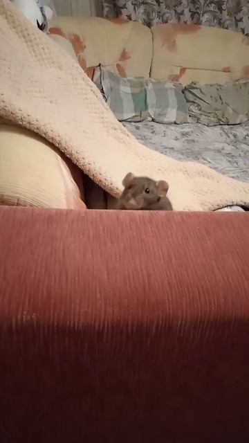 Милашка Шая #rat #крыски #крыса #shortvideo #dearfriend #shortsvideo #шая смотреть онлайн