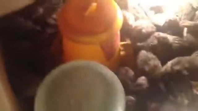 ^3-от рождения перепелов до ТУШКИ...-23.02.15 смотреть онлайн