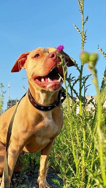 Улыбка Питбуля😊 #pitbull смотреть онлайн