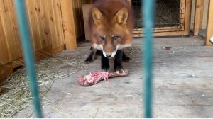 Лиса-Алиса. Знакомство Белого с лисом Игнис.