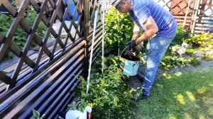 Шпалеры. Необычный забор.