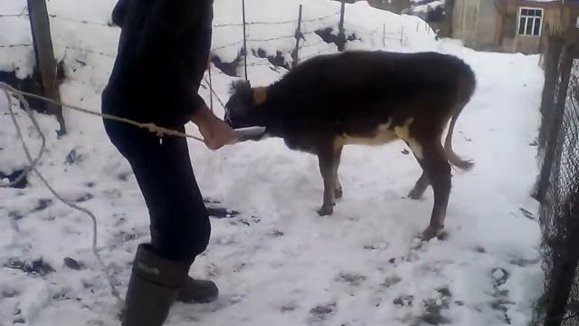 Бывший будущий бык смотреть онлайн