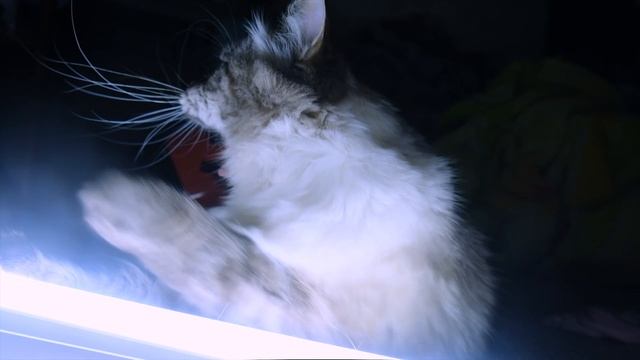 FUJIFILM X-T3 low light 18-55mm /Cat/ смотреть онлайн
