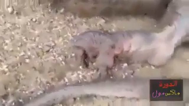 Драконы есть на земле смотреть онлайн