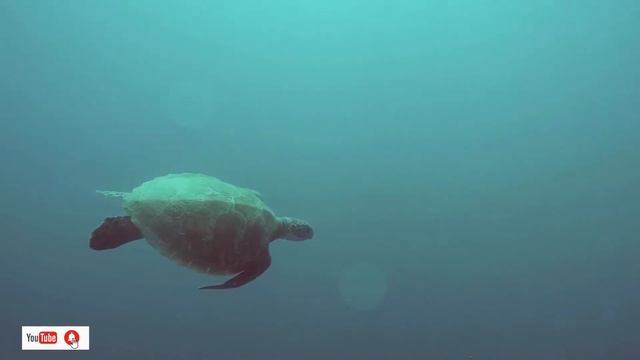 GIANT SEA TURTLES • AMAZING CORAL REEF FISH • of THE BEST RELAX MUSIC смотреть онлайн