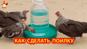 Поилка курам автоматическая на 5 л из бутыли и подставки понравилась несушками 💦🐓❣️