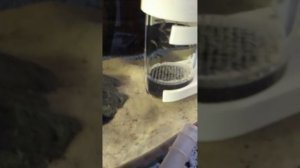 снова беременная цихлида #Демасони