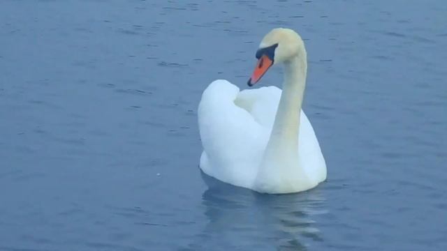 ЛЕБЕДИ/SWANS смотреть онлайн