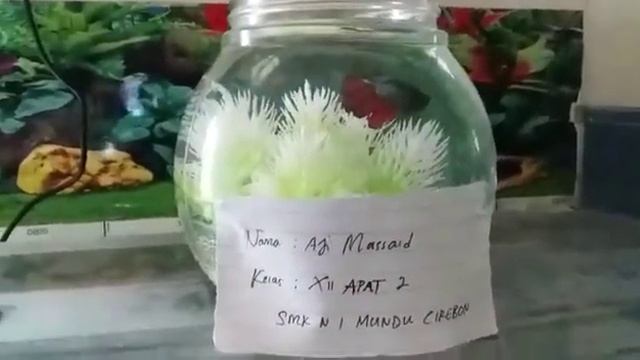 Promosi Ikan Hias ( ikan cupang ) смотреть онлайн