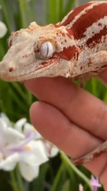 Новакаледонский геккон - гаргулья #shorts #gecko #gargoyle смотреть онлайн