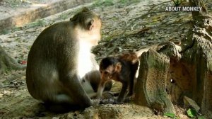 Sometimes Alpha Female Mom Monkey Tara is Also Good Monkey With Her Cute Baby Monkey Thona