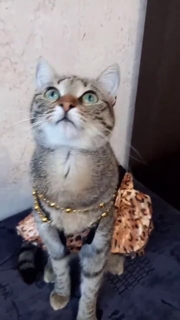 КОШКА В ОДЕЖДЕ #нарядная_ кошка #котик #мода смотреть онлайн